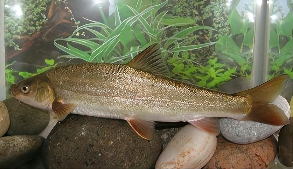 十大最貴鯉魚排名 龍魚論壇 第5張 十大最貴鯉魚排名 十大最貴鯉魚排名 龍魚論壇 第5張