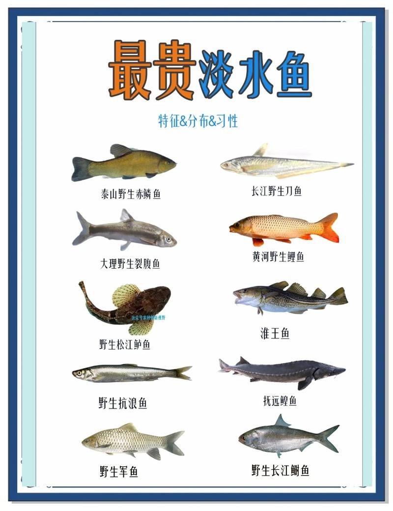十大最貴鯉魚排名 龍魚論壇 第8張 十大最貴鯉魚排名 十大最貴鯉魚排名 龍魚論壇 第8張