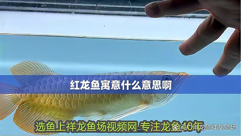 紅龍魚的玄學含義