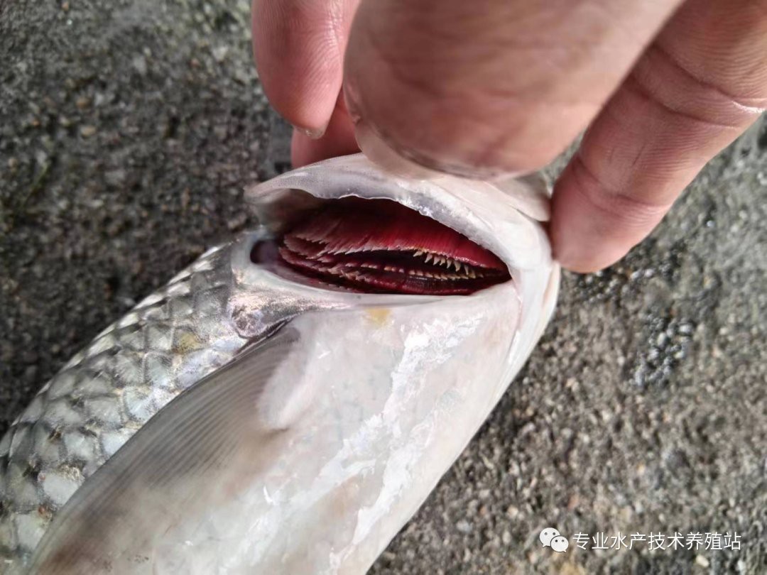 如何區分龍魚鰓蓋損傷類型？