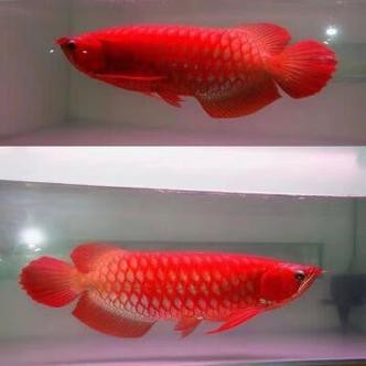 過背紅龍魚圖片
