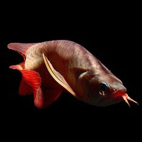 過背紅龍魚圖片