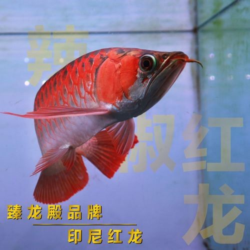過背紅龍魚圖片