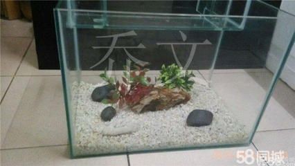 選擇好養(yǎng)的觀賞魚時，魚缸的配置也是關(guān)鍵因素之一：如何打造理想的魚缸
