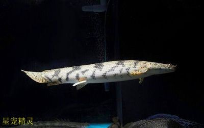虎紋恐龍魚生長速度多少（虎紋恐龍魚的生長速度受到多種因素影響虎紋恐龍魚生長速度受影響）