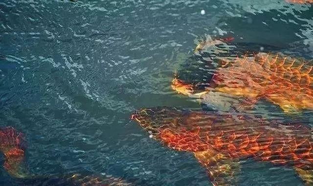 龍魚入新缸水不好（龍魚入新缸后水質的處理和維護）