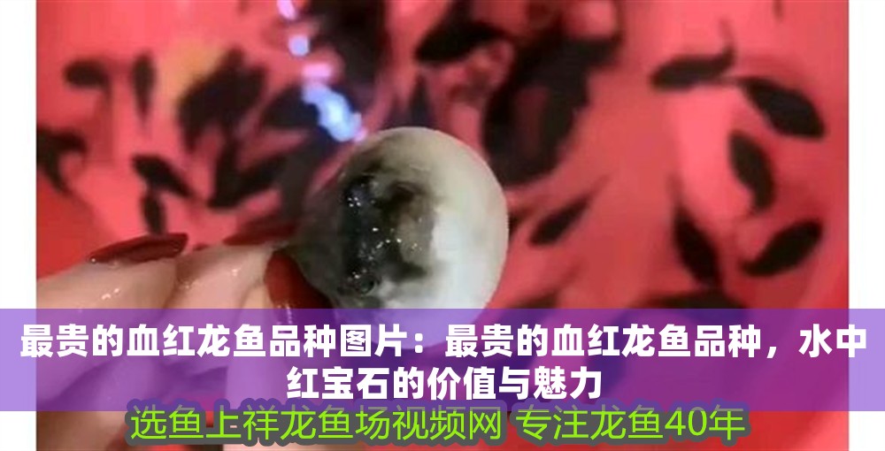 最貴的血紅龍魚品種圖片:最貴的血紅龍魚品種,水中紅寶石的價值與魅力 龍魚百科 第1張 最貴的血紅龍魚品種圖片:最貴的血紅龍魚品種,水中紅寶石的價值與魅力 最貴的血紅龍魚品種圖片:最貴的血紅龍魚品種,水中紅寶石的價值與魅力 龍魚百科 第1張