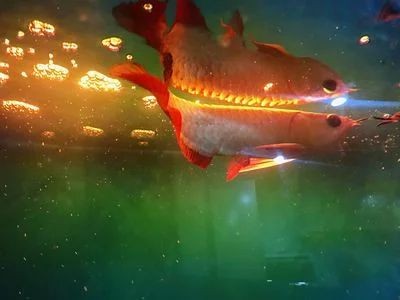 龍魚魚友微信群（龍魚魚友微信群養(yǎng)殖技巧和注意事項和注意事項）