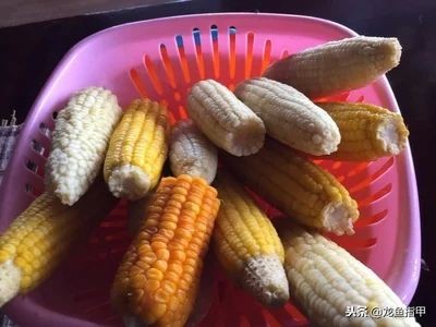 龍魚魚友微信群（龍魚魚友微信群養(yǎng)殖技巧和注意事項和注意事項）