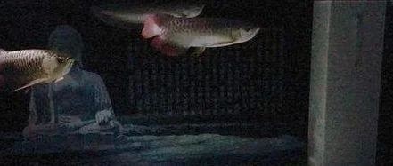 龍魚燈照晚上還是白天亮：龍魚燈在不同光照條件下的亮度表現