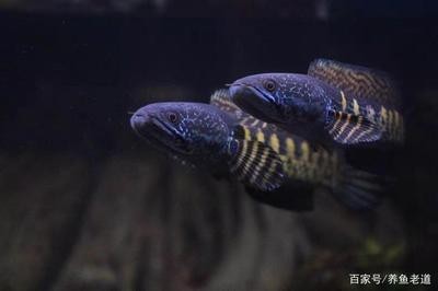森森魚(yú)缸he480安裝視頻（森森魚(yú)缸he480安裝教程）