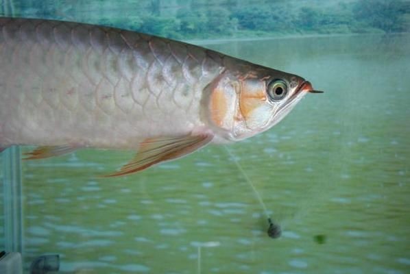金龍魚鴿子眼是什么意思？（金龍魚鴿子眼指的是什么？） 金龍魚鴿子眼是什么意思？（金龍魚鴿子眼指的是什么？） 龍魚百科 第4張