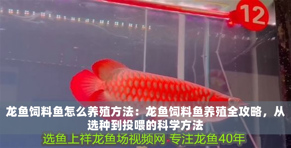 龍魚飼料魚怎么養殖方法:龍魚飼料魚養殖全攻略,從選種到投喂的科學方法 龍魚百科 第1張 龍魚飼料魚怎么養殖方法:龍魚飼料魚養殖全攻略,從選種到投喂的科學方法 龍魚飼料魚怎么養殖方法:龍魚飼料魚養殖全攻略,從選種到投喂的科學方法 龍魚百科 第1張