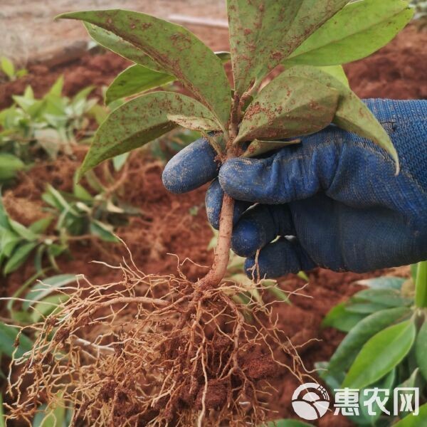 虎苗5元一只貴不貴 虎苗5元一只貴不貴 龍魚(yú)論壇 第1張