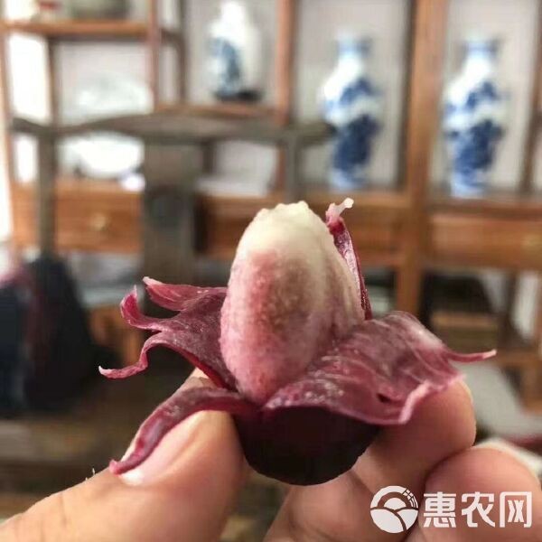 虎苗5元一只貴不貴 虎苗5元一只貴不貴 龍魚(yú)論壇 第2張