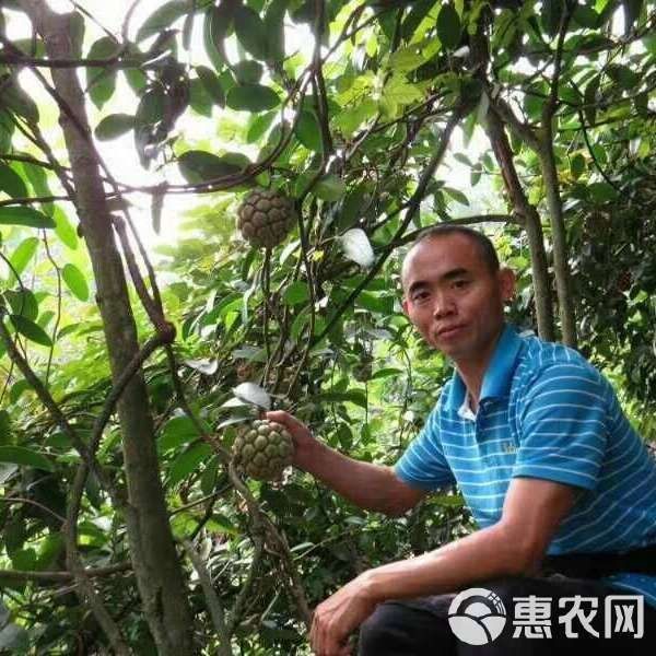 虎苗5元一只貴不貴 虎苗5元一只貴不貴 龍魚(yú)論壇 第7張