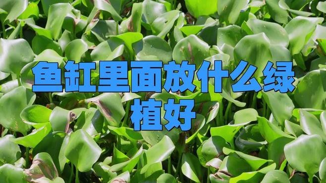 龍魚缸周圍可以放哪些植物？ 龍魚缸周圍可以放哪些植物？ 龍魚論壇 第3張