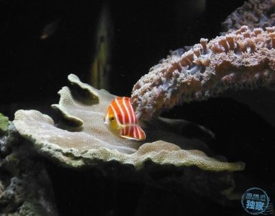魚缸orp值多少為正常：關于魚缸中orp（氧化還原電位）的正常值的資料