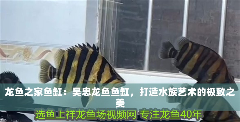 龍魚之家魚缸：吳忠龍魚魚缸，打造水族藝術(shù)的極致之美