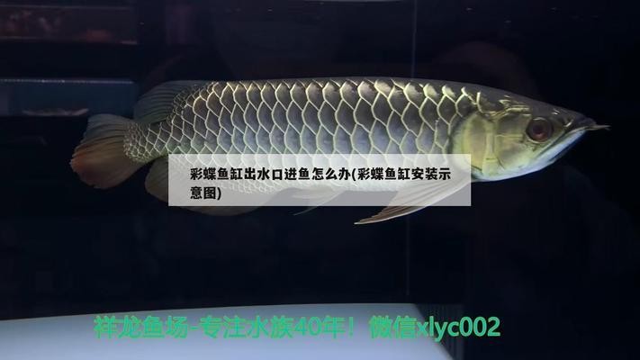 安徽建工和生活服務運營有限公司馬鞍山分公司（安徽建工馬鞍山項目） 安徽建工和生活服務運營有限公司馬鞍山分公司（安徽建工馬鞍山項目） 全國水族館企業名錄