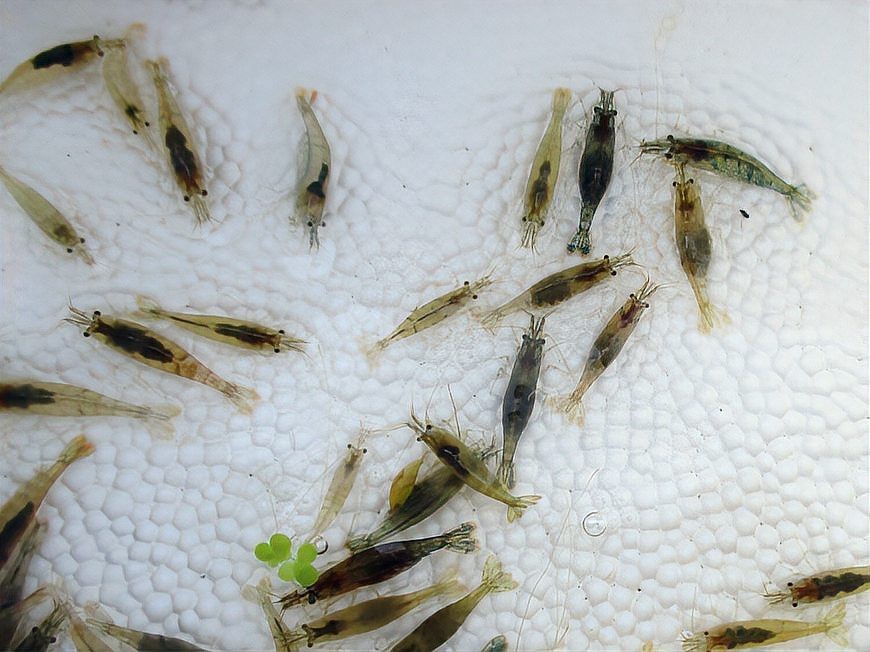 有哪些食物是龍魚特別喜歡的？