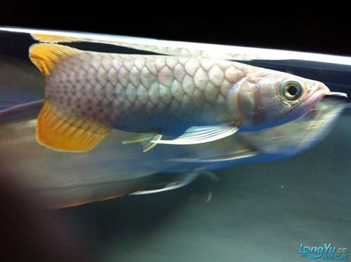 龍魚好搭檔，蘇門答臘虎魚，長明不黑，喜歡聯系，價格不貴！北京昌平區