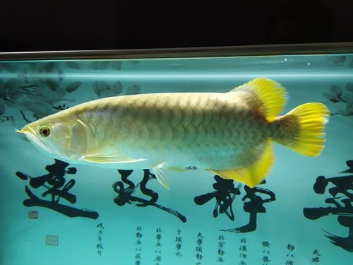 龍魚好搭檔，蘇門答臘虎魚，長明不黑，喜歡聯系，價格不貴！北京昌平區