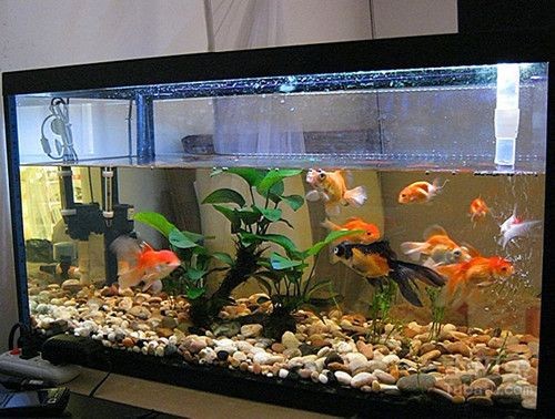 魚缸過濾器安裝圖解視頻