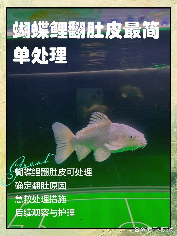 蝴蝶鯉肚子大翻肚皮了