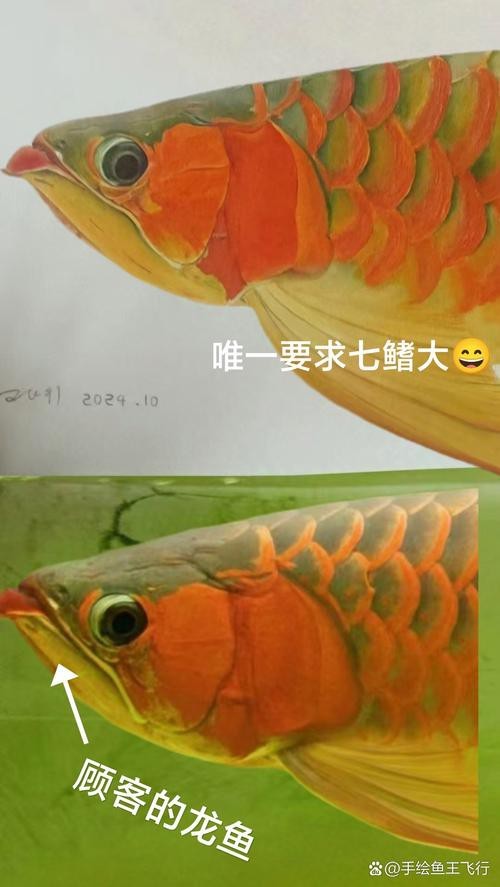 能推薦一些高清的紅龍魚壁紙嗎？
