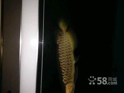 50厘米金龍魚要長幾年呢視頻（金龍魚多少年可以長到50厘米所需時間長到60厘米所需時間）