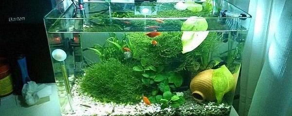 虹吸現(xiàn)象在魚(yú)缸換水中的應(yīng)用：虹吸現(xiàn)象在使用虹吸換水器時(shí)需要注意以下幾點(diǎn)