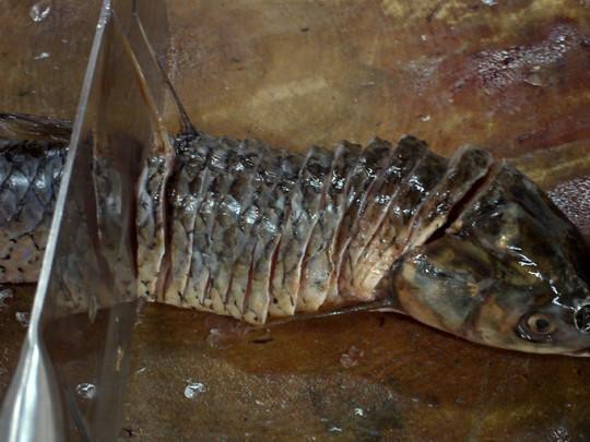 盤龍魚圖片大全欣賞