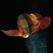 魟魚養(yǎng)一公一母就可以繁殖嗎