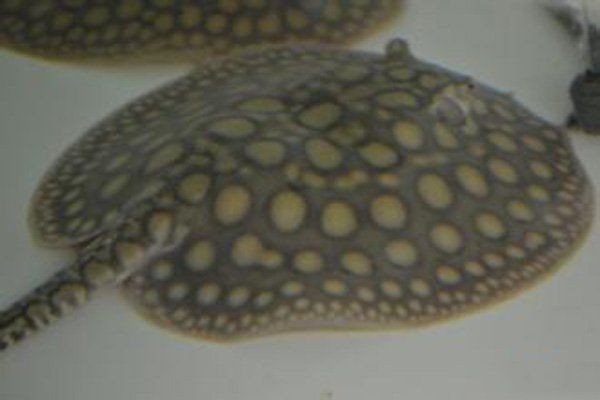 魟魚養(yǎng)一公一母就可以繁殖嗎