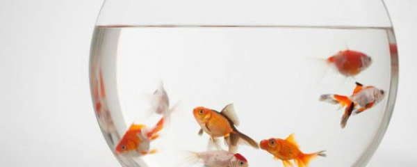 養(yǎng)龍魚心情唯美句子：龍魚養(yǎng)殖技巧分享,龍魚與生活哲學(xué)