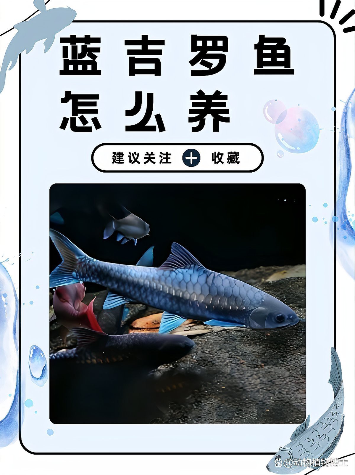 吉羅魚好養(yǎng)嗎
