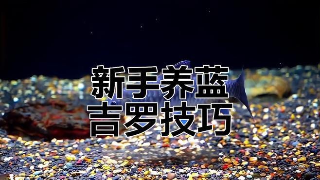 吉羅魚好養(yǎng)嗎