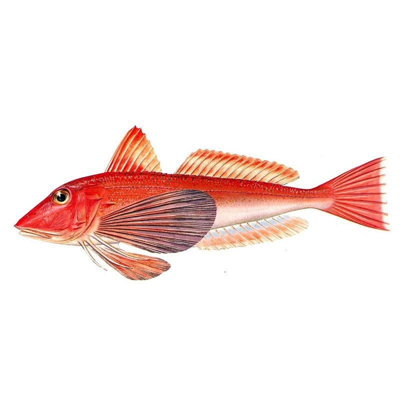 紅頭的魚叫什么