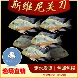 關刀魚和龍魚可以混養：關刀魚和龍魚可以混養嗎， 關刀魚和龍魚可以混養：關刀魚和龍魚可以混養嗎， 龍魚百科 第2張