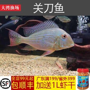 關刀魚和龍魚可以混養：關刀魚和龍魚可以混養嗎， 關刀魚和龍魚可以混養：關刀魚和龍魚可以混養嗎， 龍魚百科 第1張