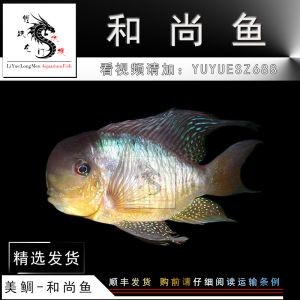 關刀魚和龍魚可以混養：關刀魚和龍魚可以混養嗎， 關刀魚和龍魚可以混養：關刀魚和龍魚可以混養嗎， 龍魚百科 第3張