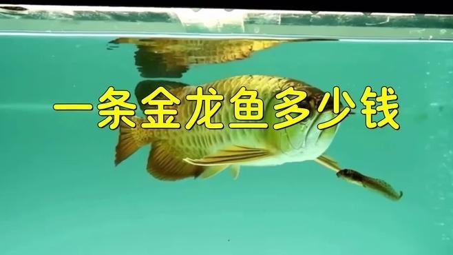 金龍魚的價(jià)格如何評(píng)估？ 金龍魚的價(jià)格如何評(píng)估？ 龍魚百科 第4張