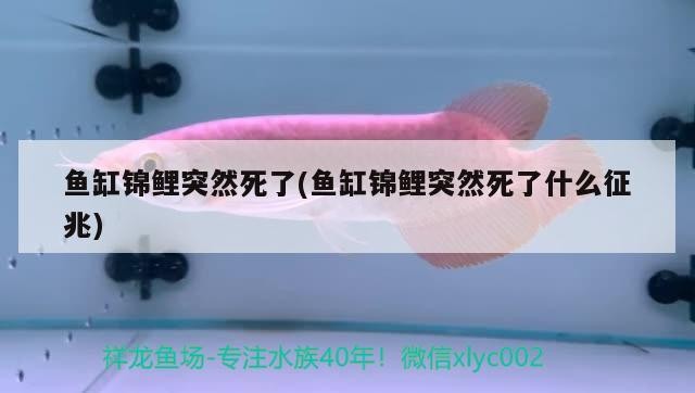 長春水族館蘇蝦木紋和蘇蝦可樂 長春水族館蘇蝦木紋和蘇蝦可樂 魚缸百科 第2張