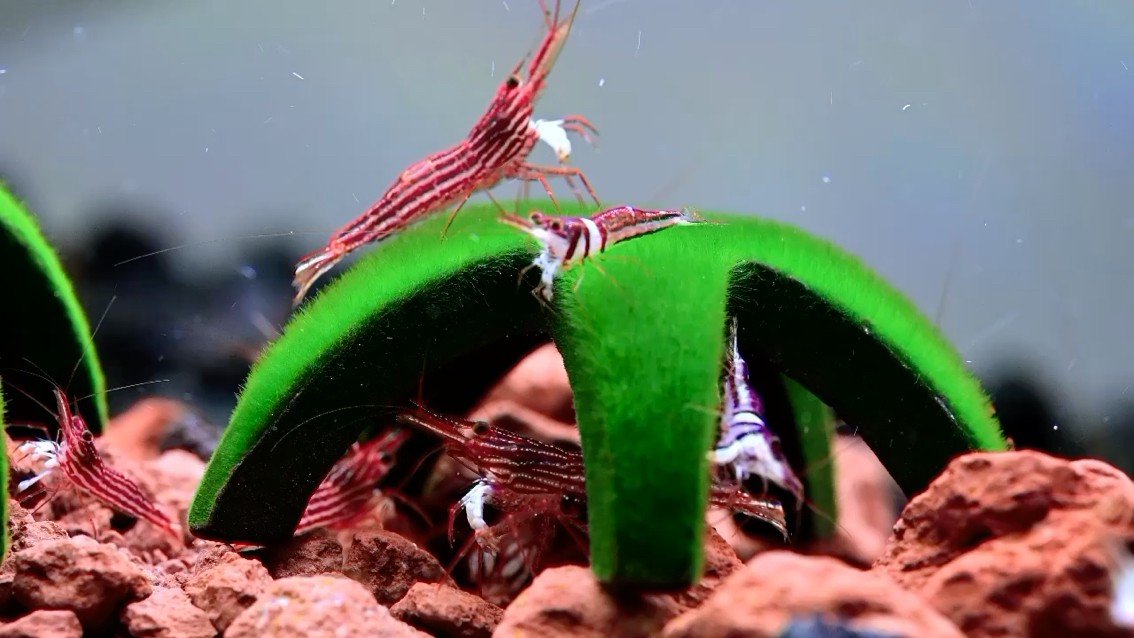 長春水族館蘇蝦木紋和蘇蝦可樂 長春水族館蘇蝦木紋和蘇蝦可樂 魚缸百科 第3張