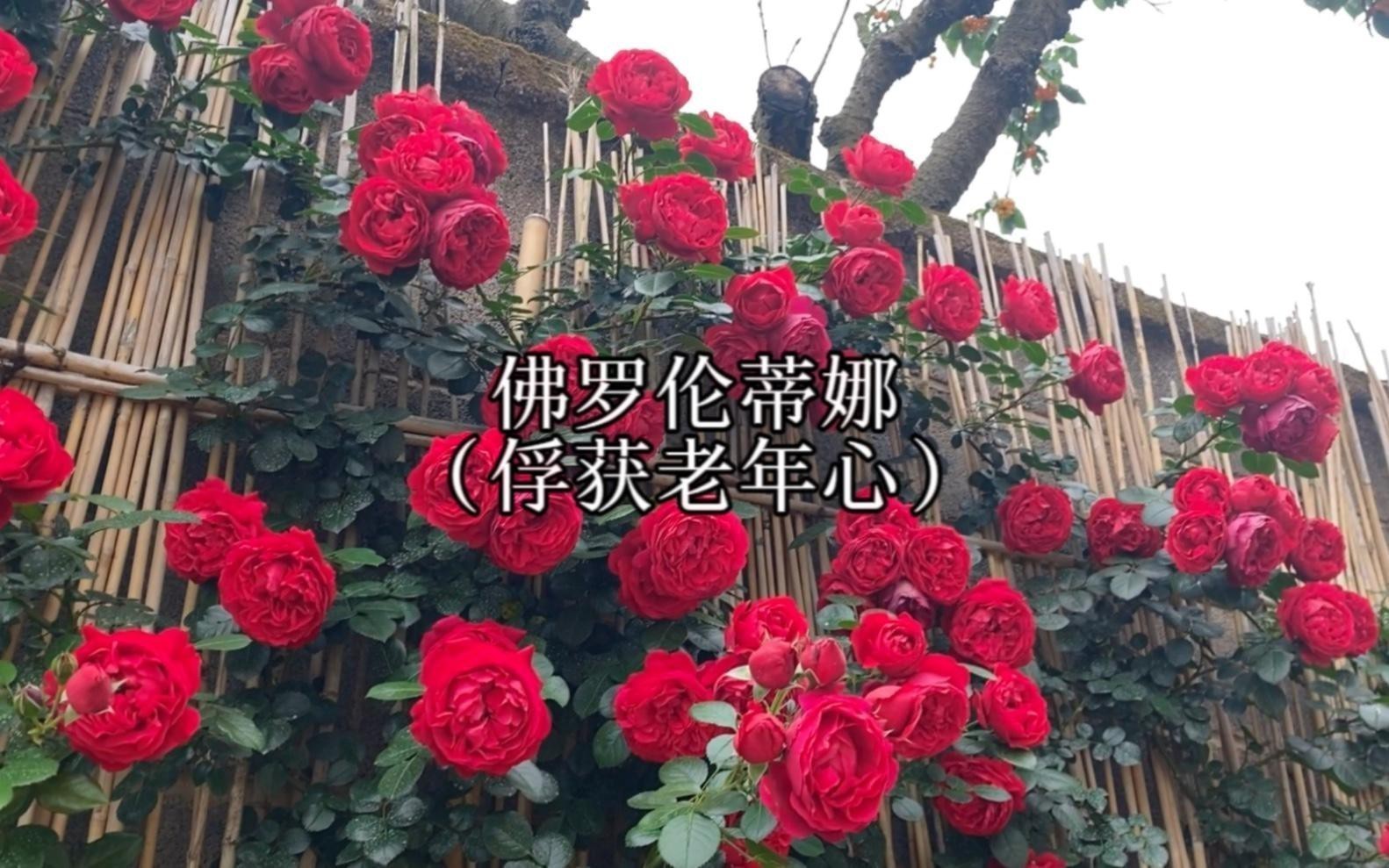 蒂娜月季和紅龍選哪個
