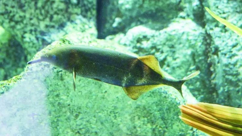 非洲象鼻魚最怕三個東西 非洲象鼻魚最怕三個東西 龍魚論壇 第2張