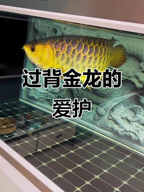 金色龍魚圖片高清壁紙