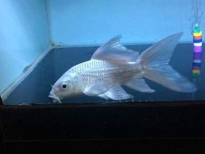 蝴蝶鯉能跟龍魚混養嗎怎么養的:蝴蝶鯉可以和龍魚混養嗎 龍魚百科 第2張 蝴蝶鯉能跟龍魚混養嗎怎么養的:蝴蝶鯉可以和龍魚混養嗎 蝴蝶鯉能跟龍魚混養嗎怎么養的:蝴蝶鯉可以和龍魚混養嗎 龍魚百科 第2張