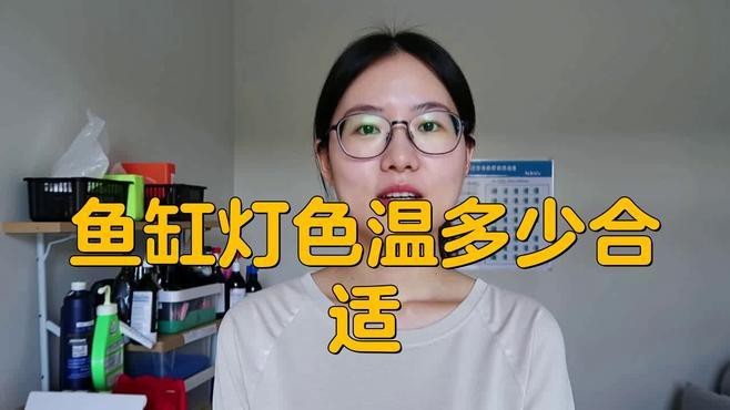 13000k的燈對龍魚好嗎